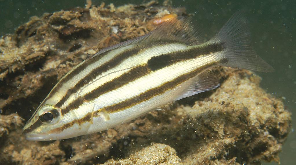 The oblique stripes are also barely visible on the 198 mm SL paratype, which is mainly yellow-tan overall and has a broad, faint halo around the dark brown spot on the back. Etymology.