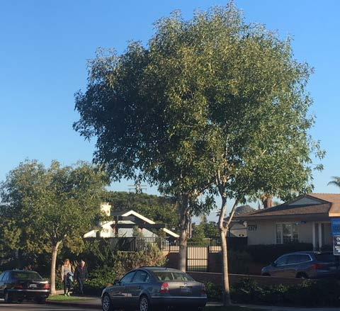 Urban Design Street Trees Clairemont Mesa Boulevard west of Ruffin Road o
