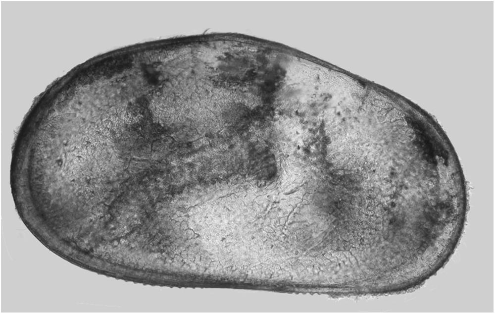tubercles. 3.1.3.1. Type material. Holotype: adult female dissected on one slide (ECO-CH-Z-07708). Paratype: adult female dissected on one slide from Acayucan-Cosamaloapan wetlands (ECO-CH-Z-07709).