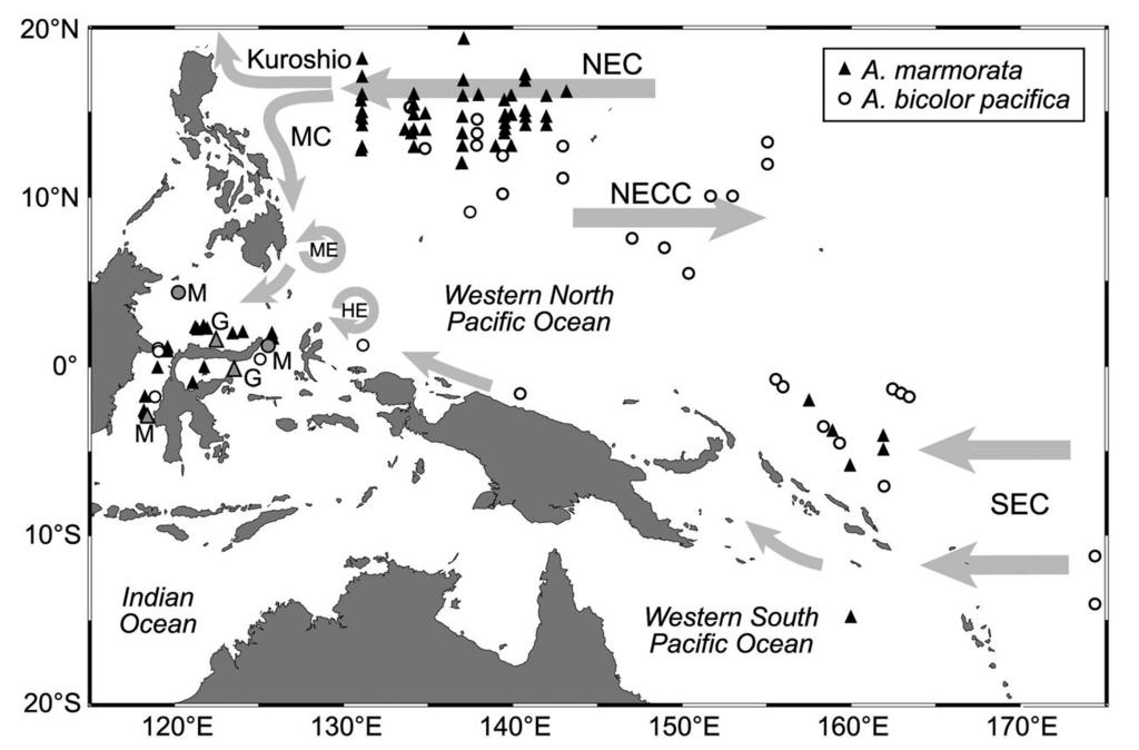 Kuroki et al.: Growth and migration of tropical anguillid leptocephali 237 Growth analysis. Growth was analyzed in 3 different ways.