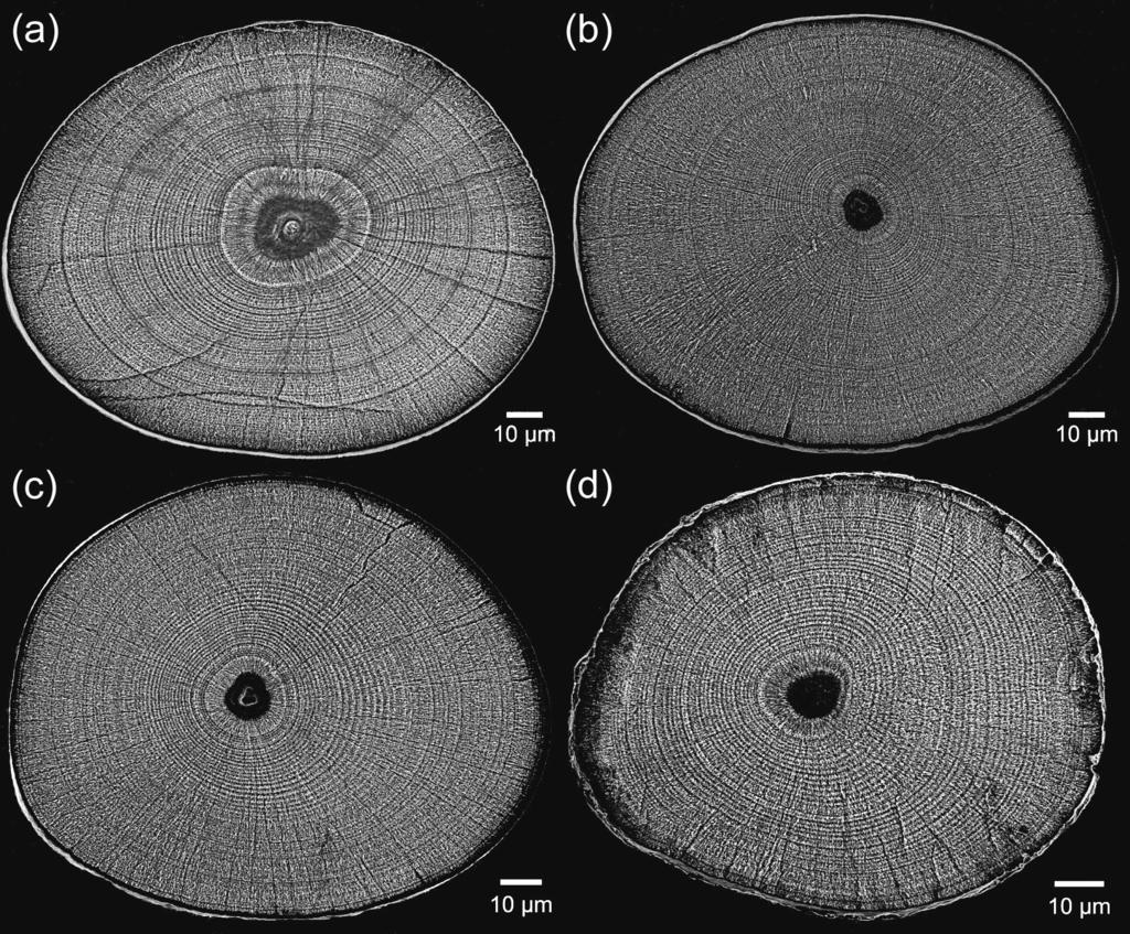 Kuroki et al.: Growth and migration of tropical anguillid leptocephali 239 Fig. 5. Anguilla spp. SEM photographs of the otoliths of leptocephali of: (a) A. marmorata (28. mm), (b) A.