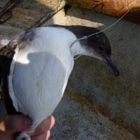 EU Seabird Action Plan In EU waters actions under the EU-PoA will be supported by the increased implementation of fishery management measures in Special Protection Areas created under the Birds