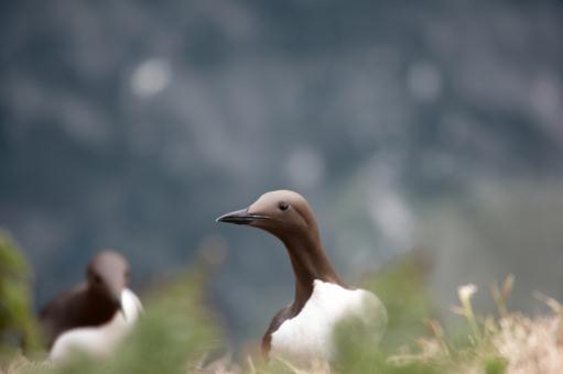 Birds Directive Conservation of all species of naturally occurring birds in the wild state in the EU, including all seabirds Means: Sufficient habitat for all species (Art.