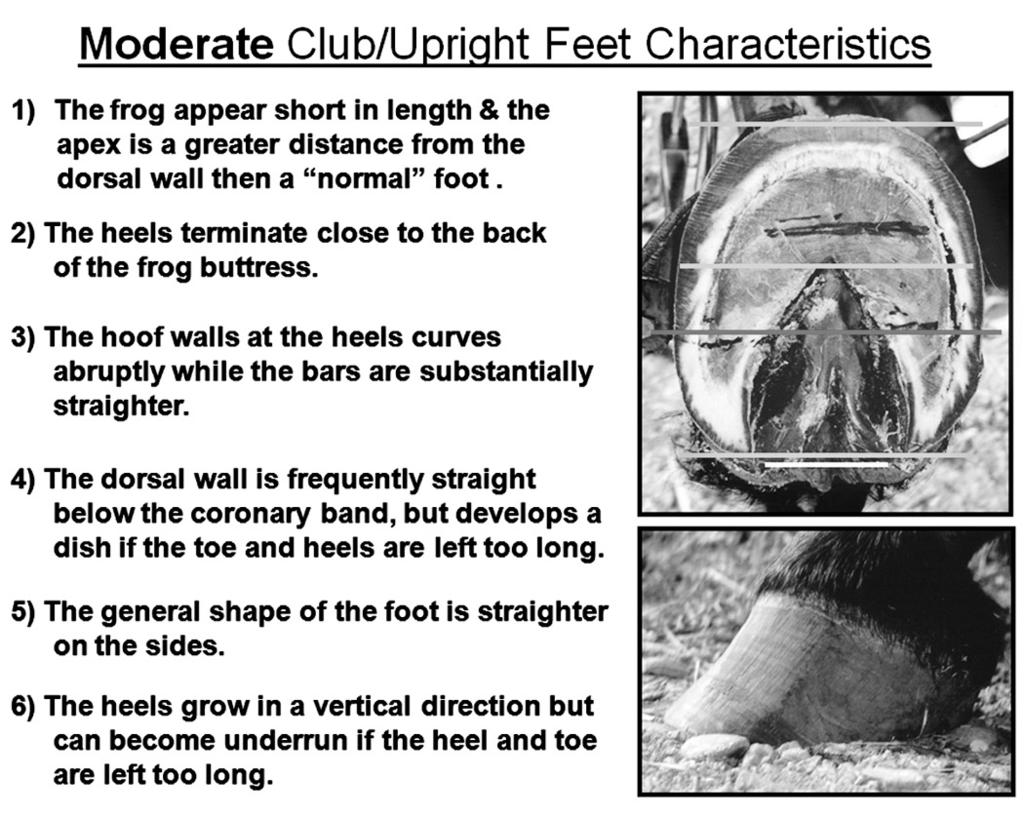 Club/Upright Feet Although many people consider Club or Upright feet to be abnormal feet, or at least undesirable, they are in fact quite common and can be very sound and functional feet as long as
