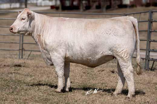 Her dam s full sister sold for $23,000 and maternal brothers have sold for $27,000, $25,000 and $14,000. This pedigree tabulation is stacked up with many of the breed s greatest sires and donor dams.