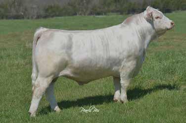 WRIGHT CHAROLAIS - Fall Calving Bred Heifers 18 WC TOTAL RUSH 3044 P M832388 WC MISSY 3441 P ET EF1170984 LT RUSHMORE 8060 PLD WC QUEEN 1120 P WC BIG BEN 9036 P WCCC MISS ALLIANCE 428 WC MISSY 6512 P