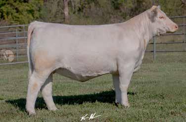 BUDSMYDAD 225 POLLED BALDRIDGESWEETHEART444ET Lot 23 BW: 74 EPDs: 11.6-1.9 29 56 17 5.2 31 0.8 206.39 Sells open ready to breed. This is an exceptional two-year-old heifer with a beautiful udder!