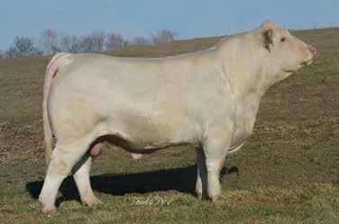 WRIGHT CHAROLAIS - Spring Cow/calf Pairs 25 LT RUSHMORE 8060 PLD CCC WC RESOURCE 417 P M846721 WC CCC BLUE GIRL 1528 P WC BIG BREEZE 2001 P F1150493 BW: 74 WC BIG BEN 9036 P WC-LT BREEZE 0020 P ET WC
