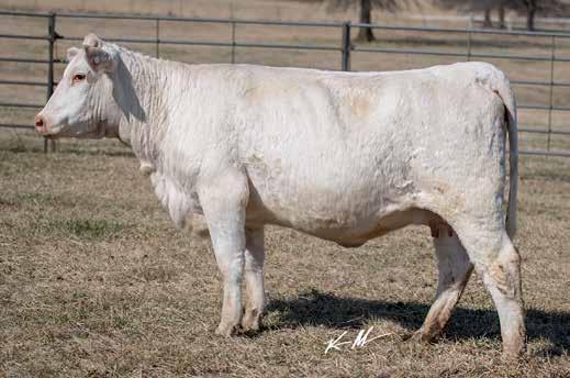5 209.37 Sells open ready to breed. This first-calf-heifer is one of the first CCC WC Resource 417 P calves to be born and one of the first daughters in production!