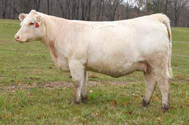 Ten more sons from $6,500 to $8,000. This AI mating has value. This Meadow Creek bred female is line bred Hoodoo, yet still has a balance EPD profile with the Oakwater genetics spread throughout.