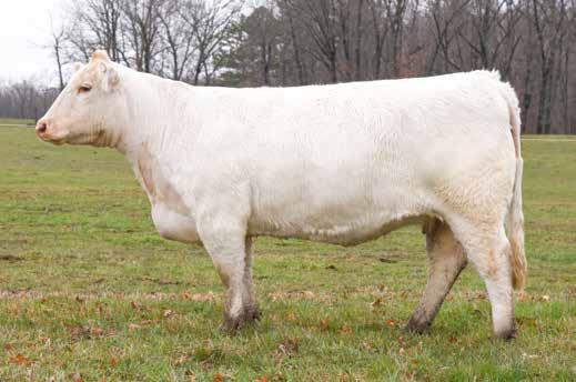 This female is the natural born calf out of the 2013 National Champion TR Ms Montella 1572Y! You will remember that Montella sold for $100,000 in the Thomas Charolais Dispersal.
