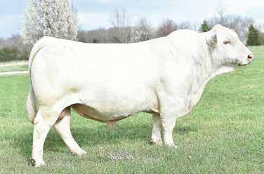4 202.5 Selling One-Half Embryo Interest ONLY! Wright Charolais will retain one-half interest, but the buyer will receive full interest in all natural born calves.