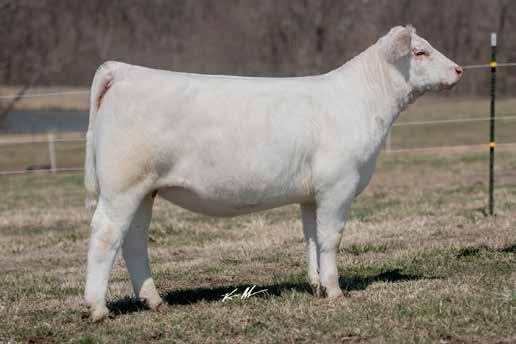 This great September show heifer has the look it takes to compete in the show right today with a pedigree that ensures profit once she goes into production.