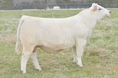 CANEY FORK TRADITION 72P SCR MISS APPOLLON 8123 EPDs: 11.2-3.4 28 47 18 5.2 32 1.1 195.43 Here is a Rushmore ET from the powerful producer SCR Ms Turbo 7003.
