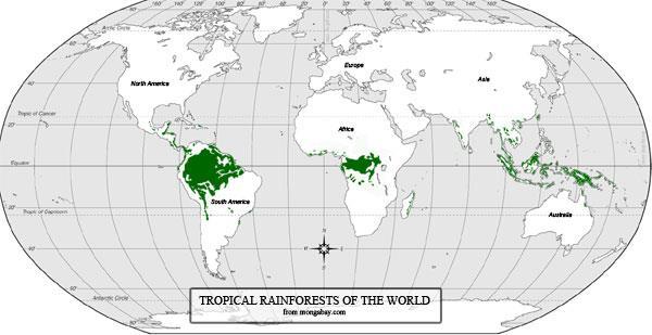Most rainforests are near