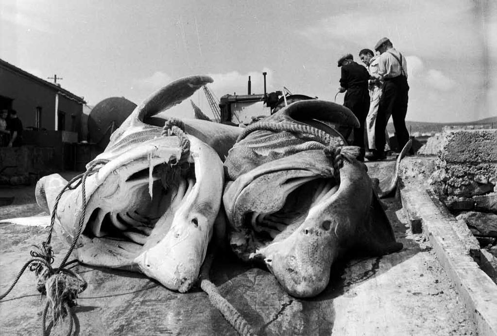 July 3rd 1954: Two basking sharks caught in Keem Bay, off Achill Island.