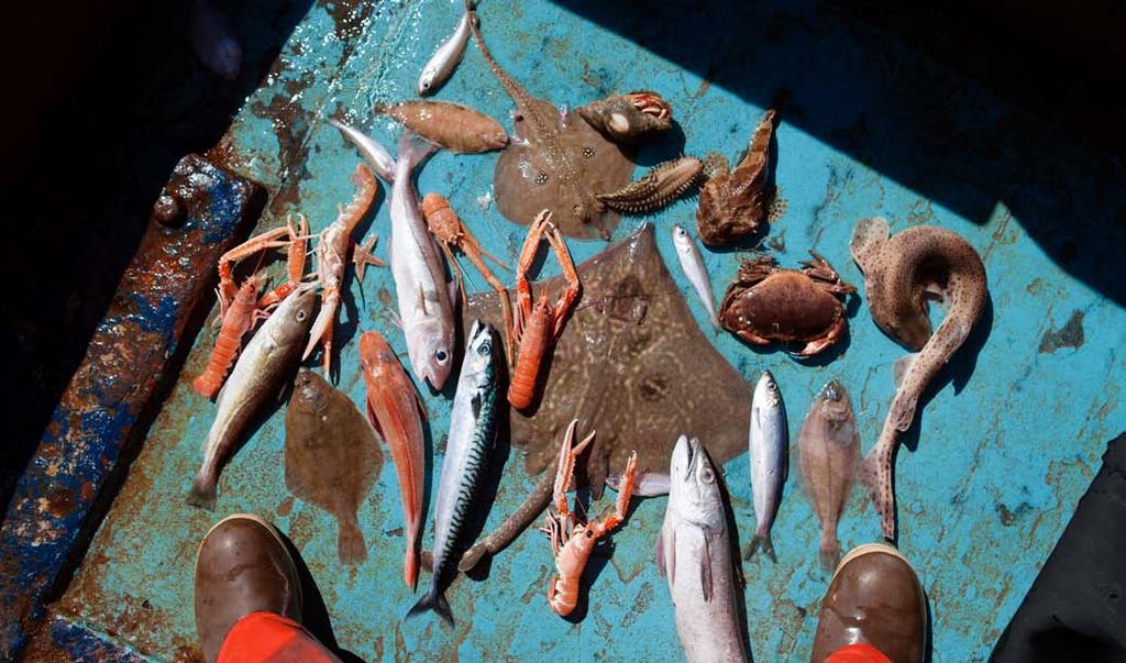 A sample of the common bycatch species from an inshore prawn trawler.