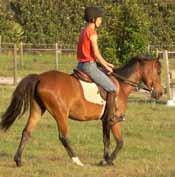 A halt requires that the horse stop completely. To do this correctly, the horse must shift its weight to its hindquarters rather than bracing with its front legs to stop.