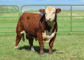 We are pleased to be offering an outstanding set of 20 bulls out of our program. We raise our young stock in the same way each year.