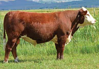 This dark red Bonanza son is out of a Dam of Distinction, a Revolution 4R daughter, who has worked to be one of the elite cow families for us. Top 1% BW, BMI, CEZ.