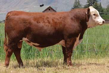 This bull indexed at 111% for weaning and 103% of his contemporaries for yearling weight. 13039 is a bull that will give you the type of calves that pay the bills.
