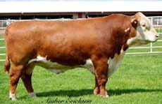 Reference Sires #1 Calving Ease Proven Sire in the Hereford Breed! A GENOA S BONANZA 11051 Reg: 43174342 DOB: 02/21/2011 BT MOHICAN TRADITION 530 BAR JZ TRADITION 434V.