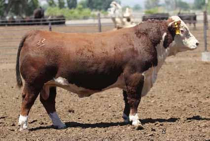 The offering also includes a full brother to last year s high selling bull and a maternal brother to the 2012 high selling bull.