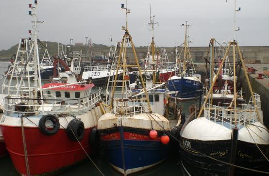 The Northern Irish Seafood industry Fishing Three main fishing harbours - Portavogie, Ardglass, Kilkeel Fishing accounts for 47% of employment in Portavogie, 20% in