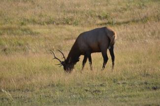 Moose,  Park
