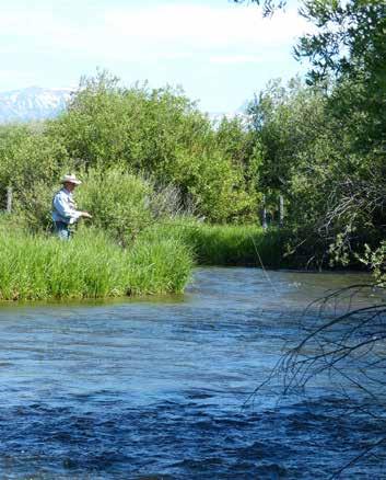 Live Water: Flat Creek is an iconic fishery providing a spring creek setting with the some of the largest fine-spotted Snake River cutthroat trout in the valley.