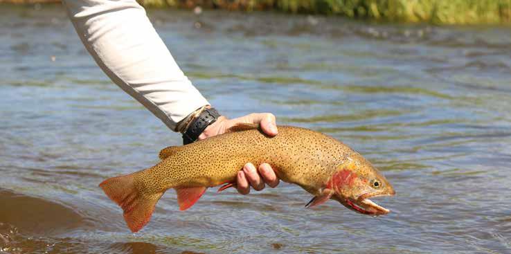 Nearby Live Water: The Snake River is accessible 5 minutes from the property and offers exciting dry fly fishing.