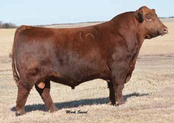 A performance oriented bull that tipped the scales at over 650 lbs. at weaning time. Be sure to look him up on sale day, you won t be disappointed! Retaining 1/2 Semen Interest for in herd use.