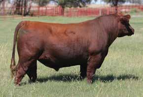 01 PIE New Territory was our selection from the Pieper Red Angus program of Western Nebraska in 2016, and his first set of calves have exceeded expectations! They come easy and have explosive growth.