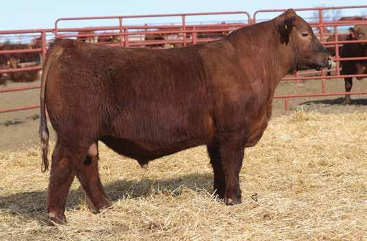 The Bull Offering LOT 5 One of the first sons of Seneca to sell! There is no denying the impact that Seneca will have on the breed moving forward with results like the first calf crop that he sired.