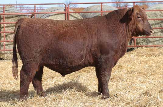 The Bull Offering LOT 9 714 is a dark red, stout made stud from a first calf heifer that is sired by The Cowboy Kind! New Territory is the New Direction sired stud that is out of a Colt daughter.