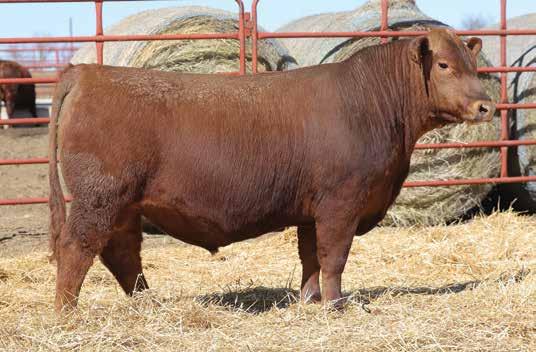 The Bull Offering LOT 20 Here is a calving ease option sired by New Territory that is a standout among his contemporaries. He came into the world with a 65 lb. actual BW.