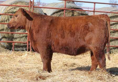 Sired by Optimism, this attractive, well-balanced female offers eye-appeal and true style. Her genuine rib shape and added volume is only further enhanced by her sound build and fleshing ability.