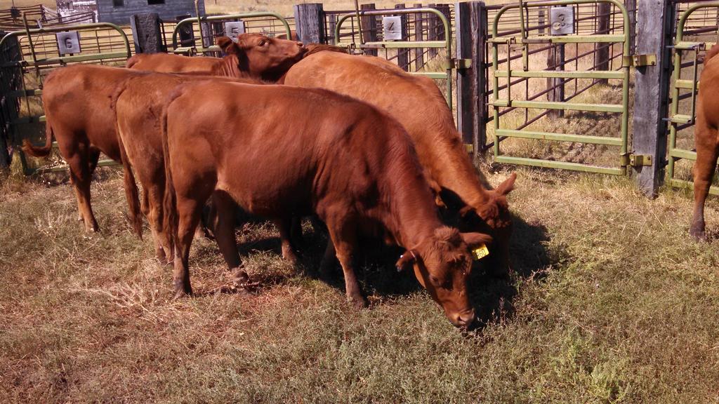 Montana Rancher Record Notebook Megan Van Emon, Extension Beef Cattle