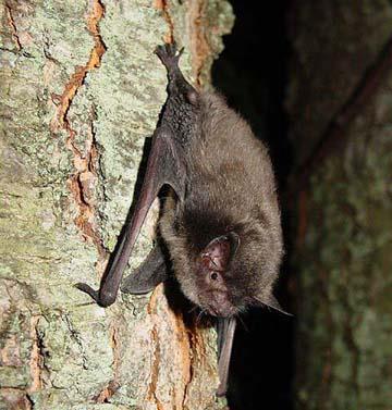Background Indiana bat (Myotis sodalis) Federally endangered species, listed 1967 Found over most of the Eastern