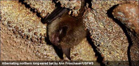 Background Northern long-eared bat (Myotis septentrionalis) Federally threatened, listed 2015 Found in 37