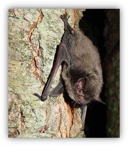Formal and Informal Programmatic The rangewide consultation covers both the Indiana bat and the northern long-eared bat (NLEB).