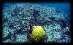 Porites (finger coral) is also an important reef building coral