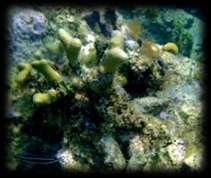 ) is one of the more common hard coral species, and it is also