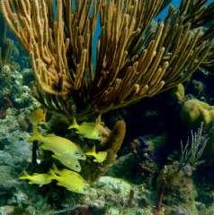 Soft corals, like most coral species, can easily become broken off from their attachment point on