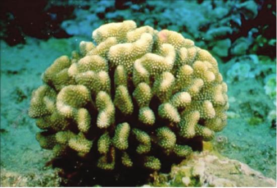 Coral: Porites