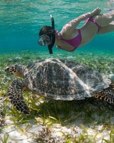Combine the Klein Bonaire trip with a guided walk and exploration of the island or a snorkel along the island s shallow terraces: a perfect place to spot turtles!