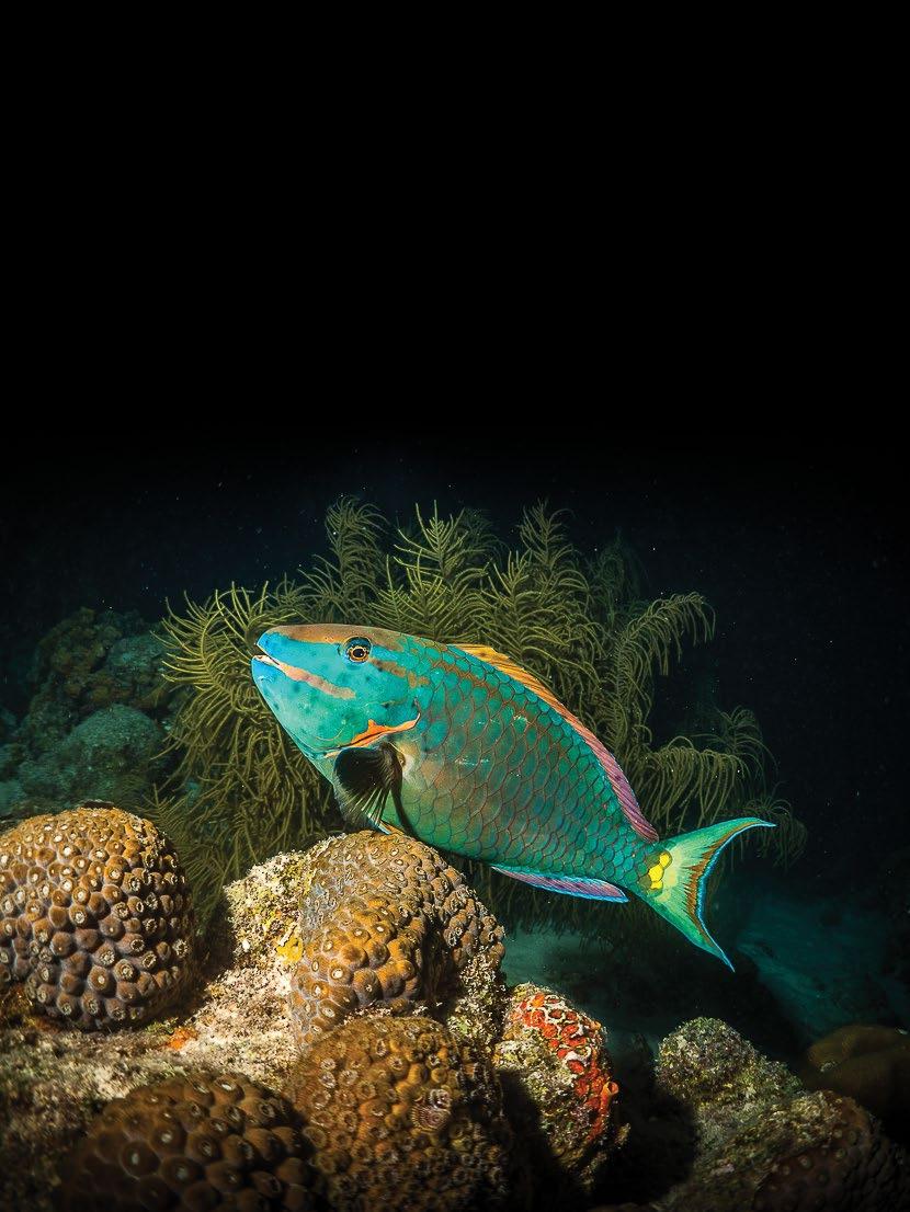 Rainbow Parrotfish,