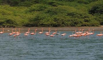 trademark. One spot where you almost always have a flamingo guarantee is the Goto Lake.