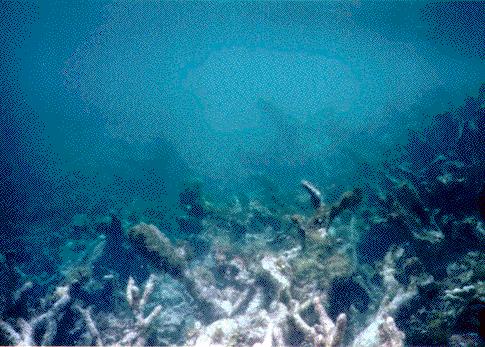 about 50 km offshore (an unusually far distance compared to most other Caribbean reef locations) and represent the northern most coral reef ecosystems off the coast of Nicaragua (Figure 5).