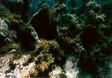 Most coral specimens with flat growth forms showed an unusually large amount of sediment on their exterior